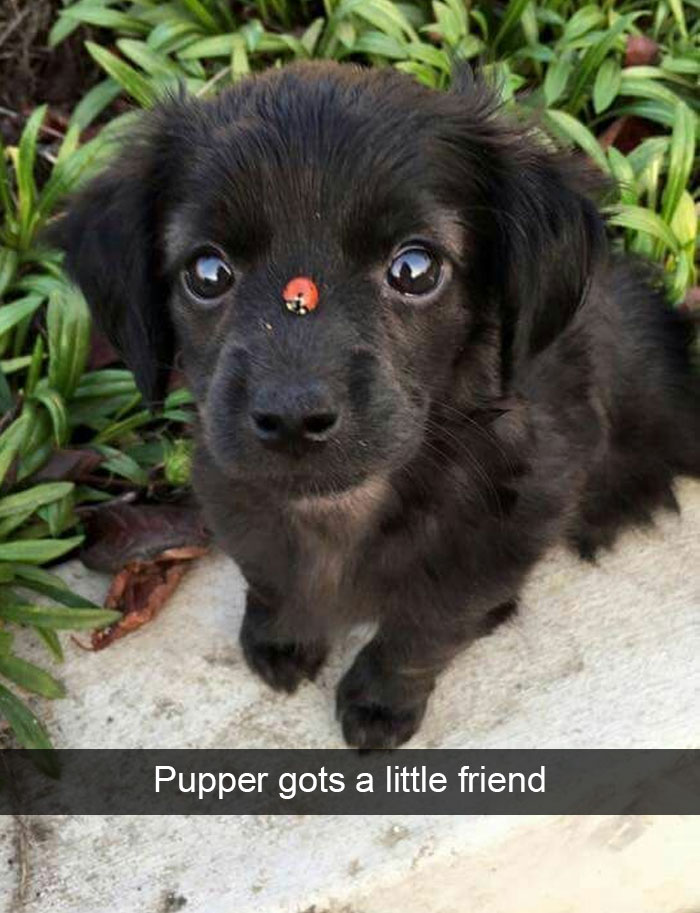 Hilarious Dog Snapchats