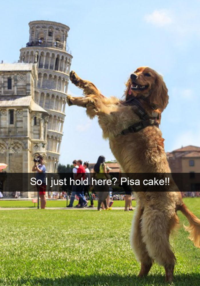 Hilarious Dog Snapchats