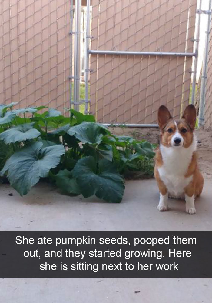 Hilarious Dog Snapchats