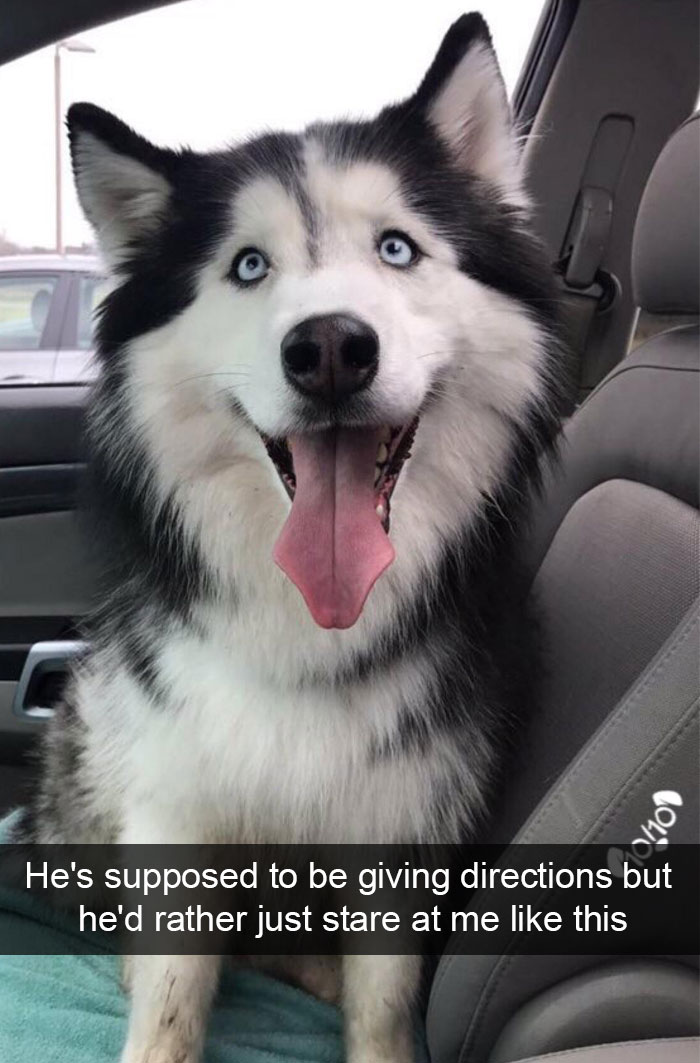 Hilarious Dog Snapchats