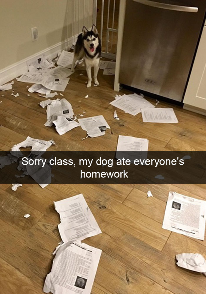 Hilarious Dog Snapchats