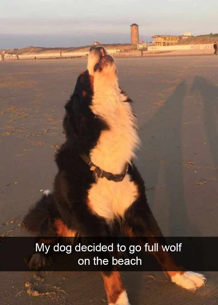 Hilarious Dog Snapchats