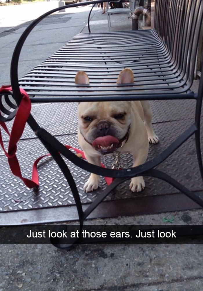 Hilarious Dog Snapchats