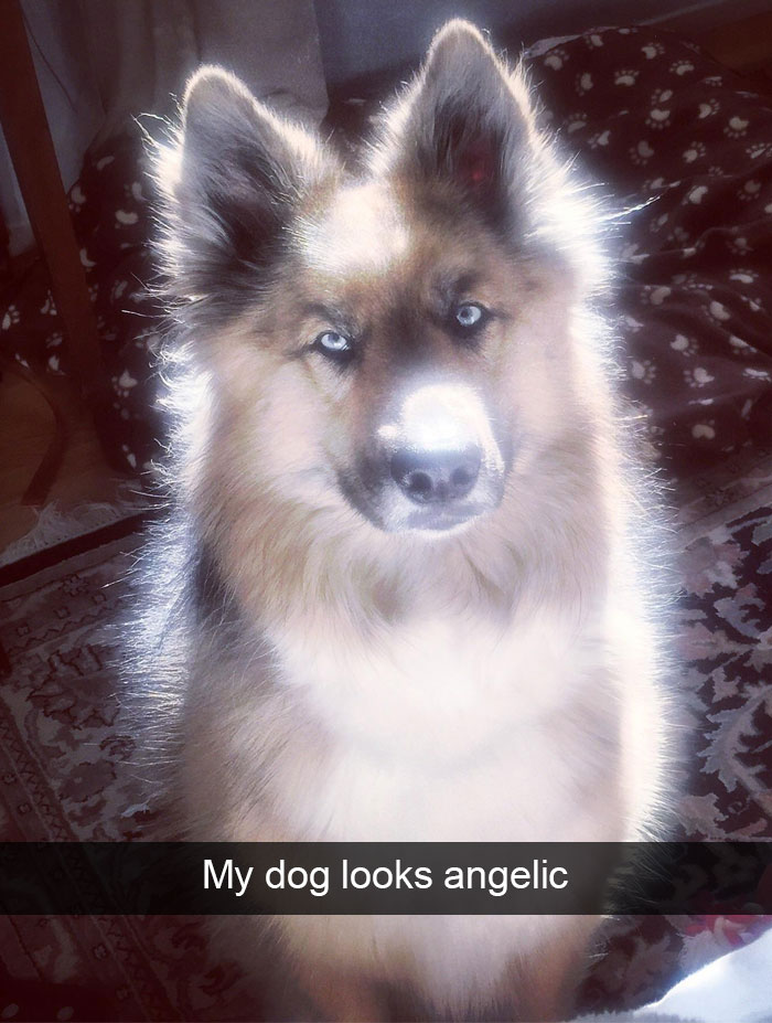 Hilarious Dog Snapchats