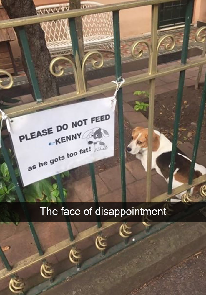 Hilarious Dog Snapchats