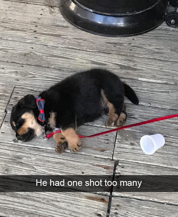 Hilarious Dog Snapchats