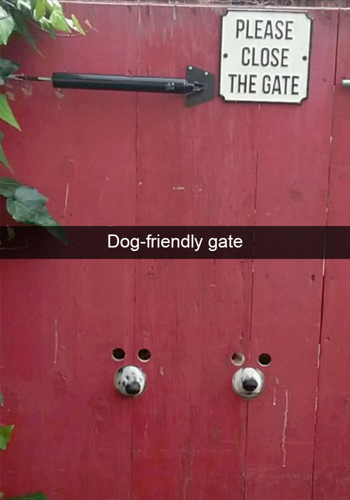 Hilarious Dog Snapchats