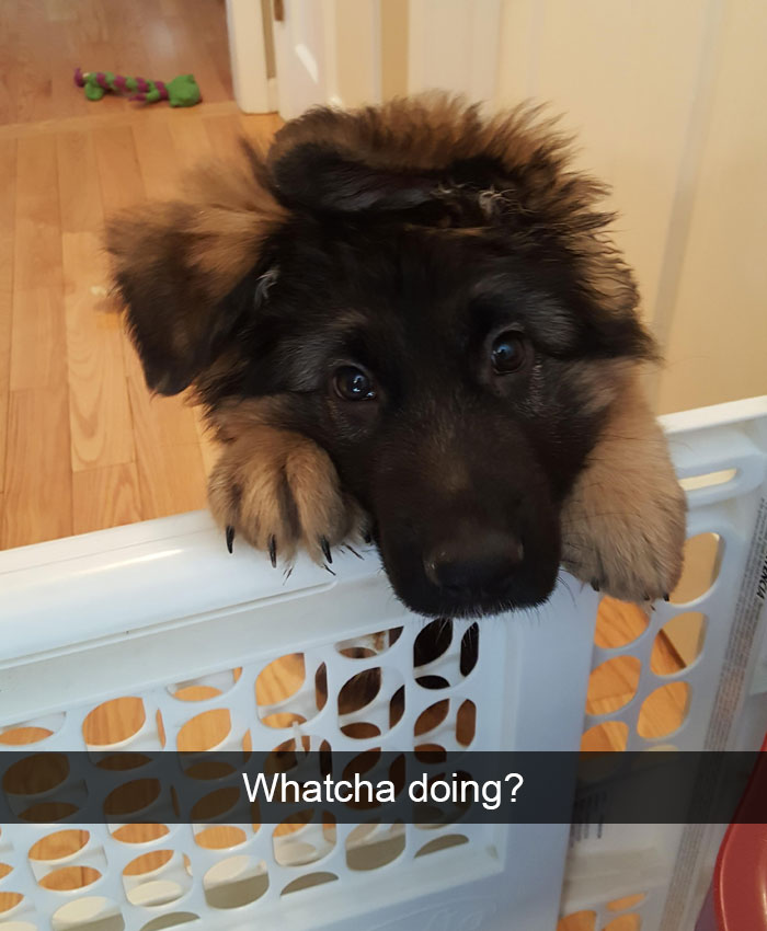 Hilarious Dog Snapchats