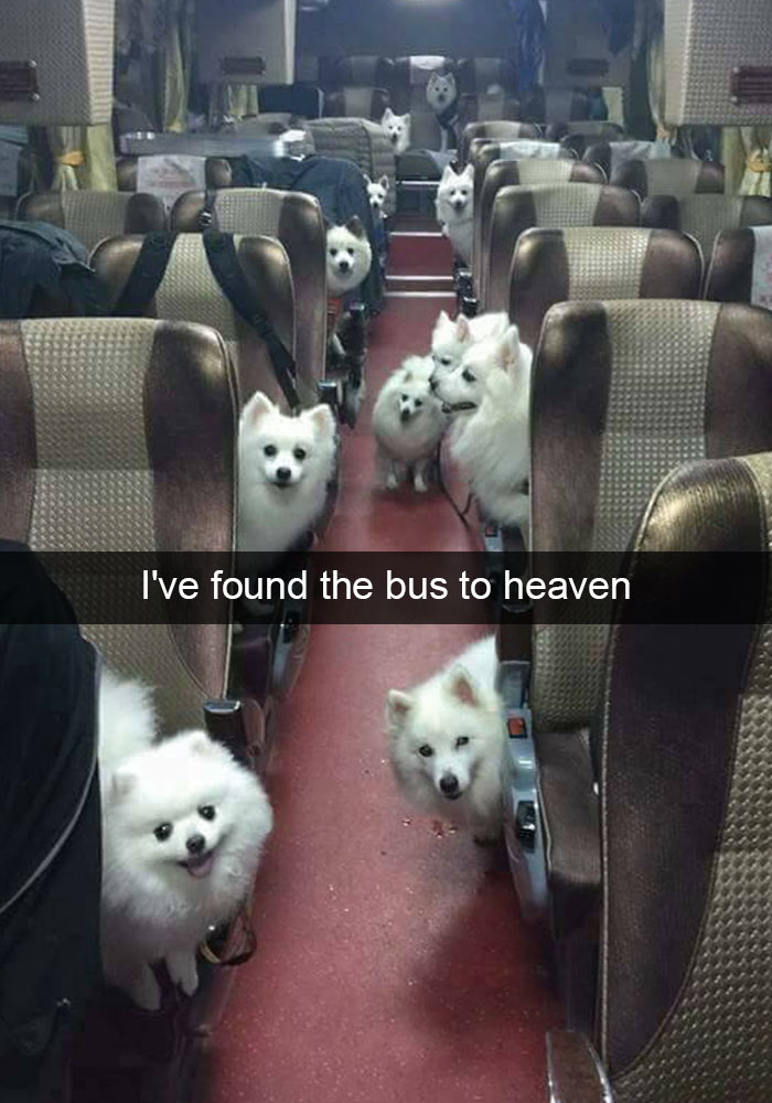Hilarious Dog Snapchats