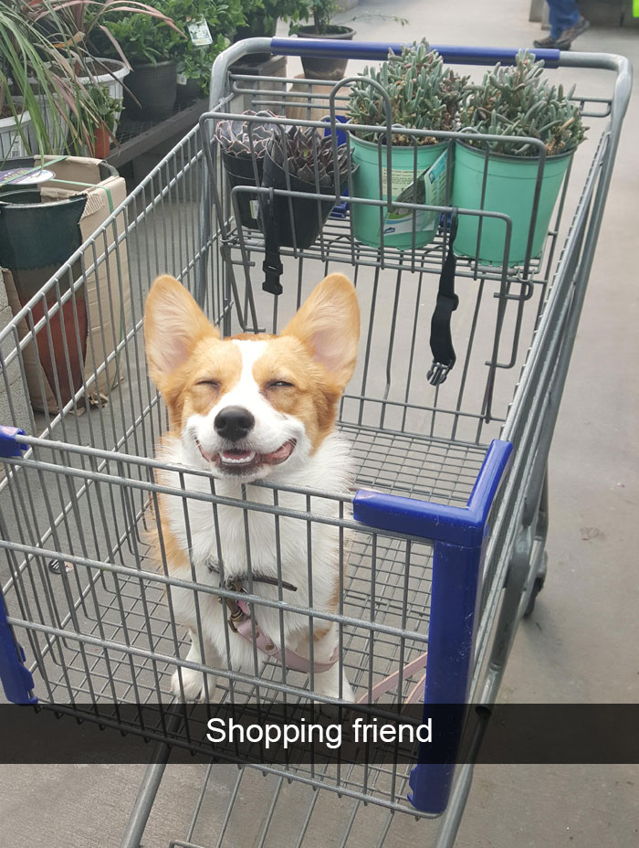 Hilarious Dog Snapchats