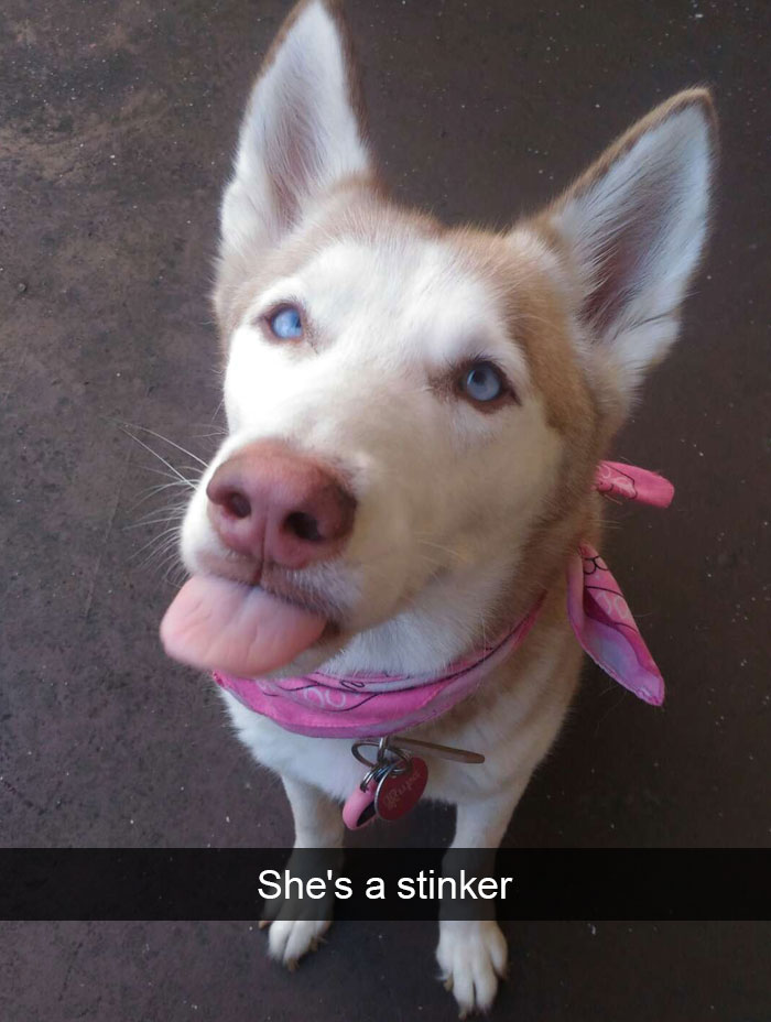 Hilarious Dog Snapchats