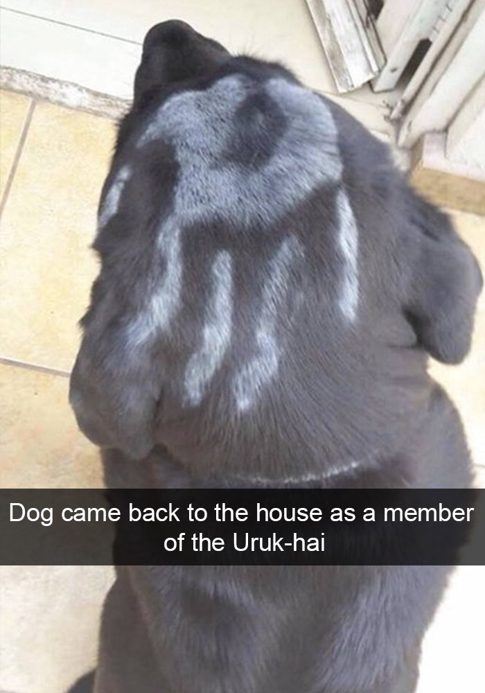 Hilarious Dog Snapchats