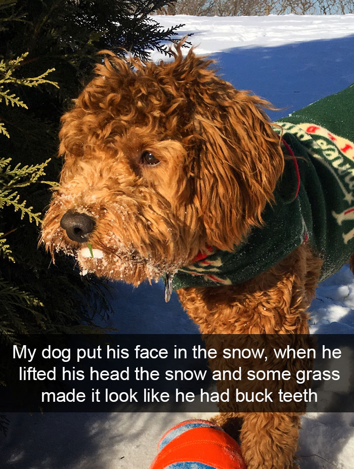 Hilarious Dog Snapchats