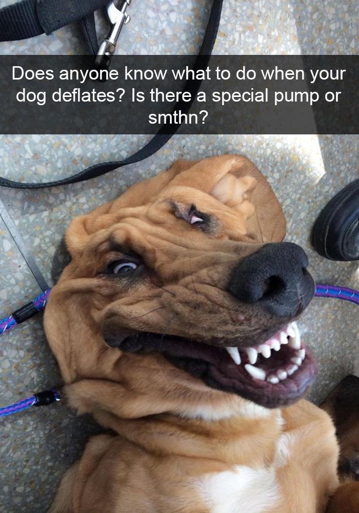 Hilarious Dog Snapchats