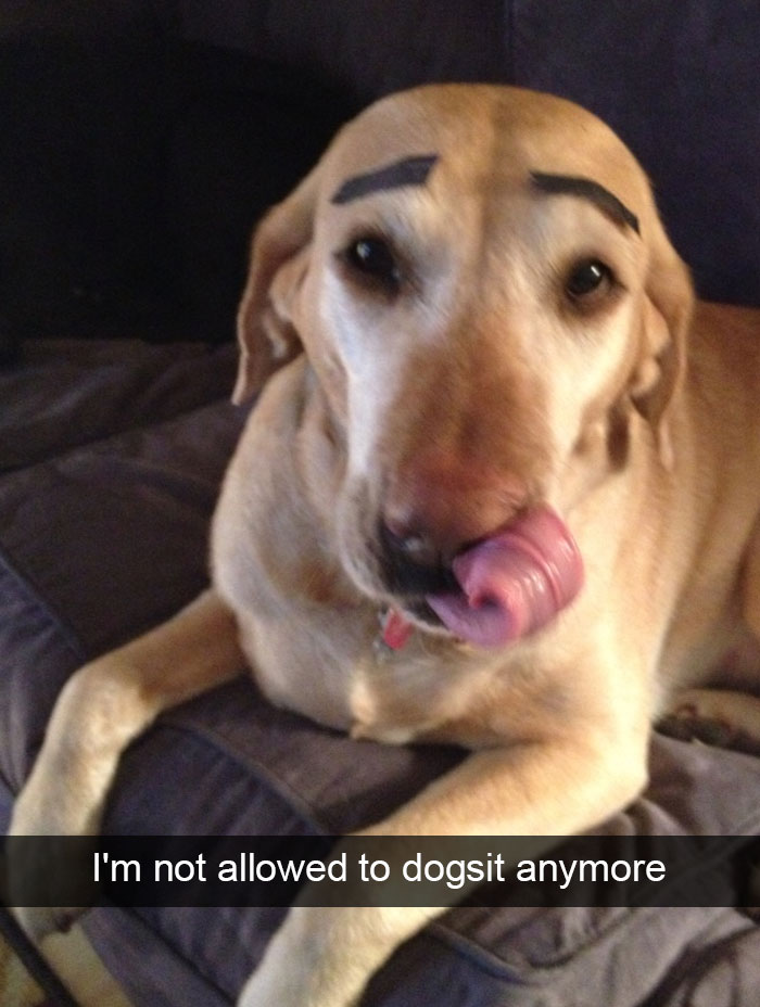 Hilarious Dog Snapchats