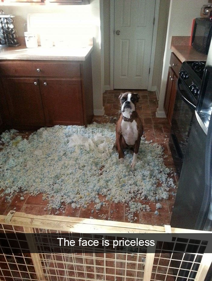 Hilarious Dog Snapchats