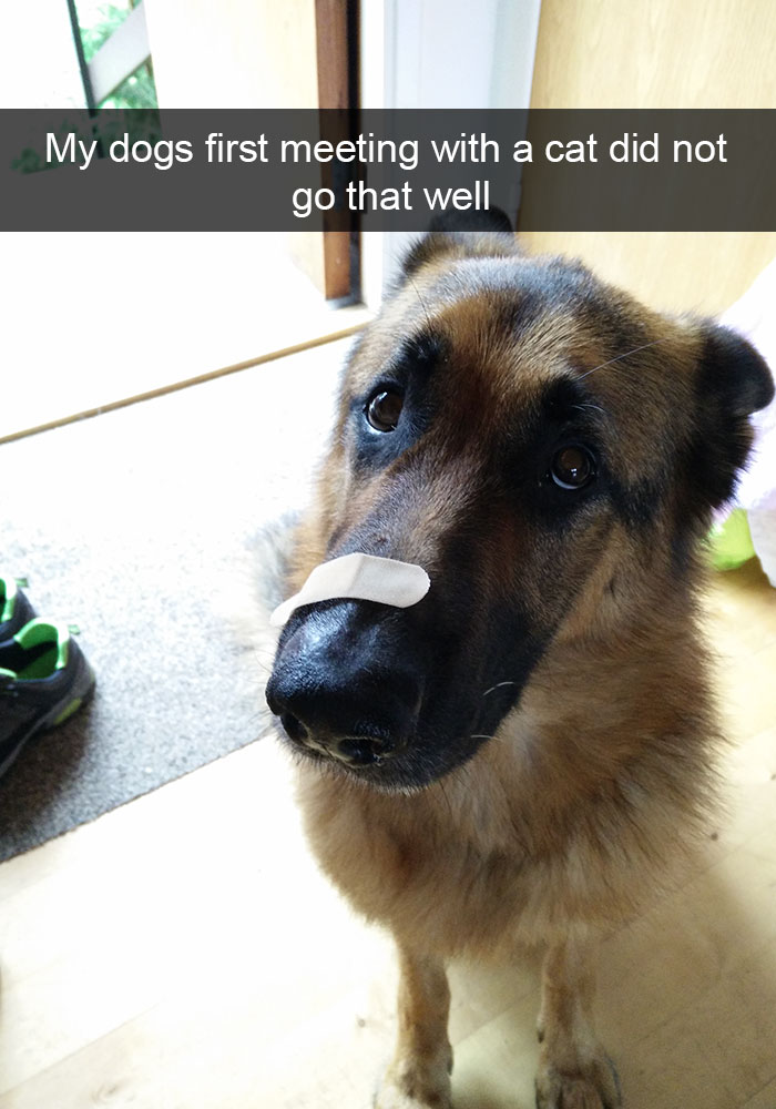 Hilarious Dog Snapchats