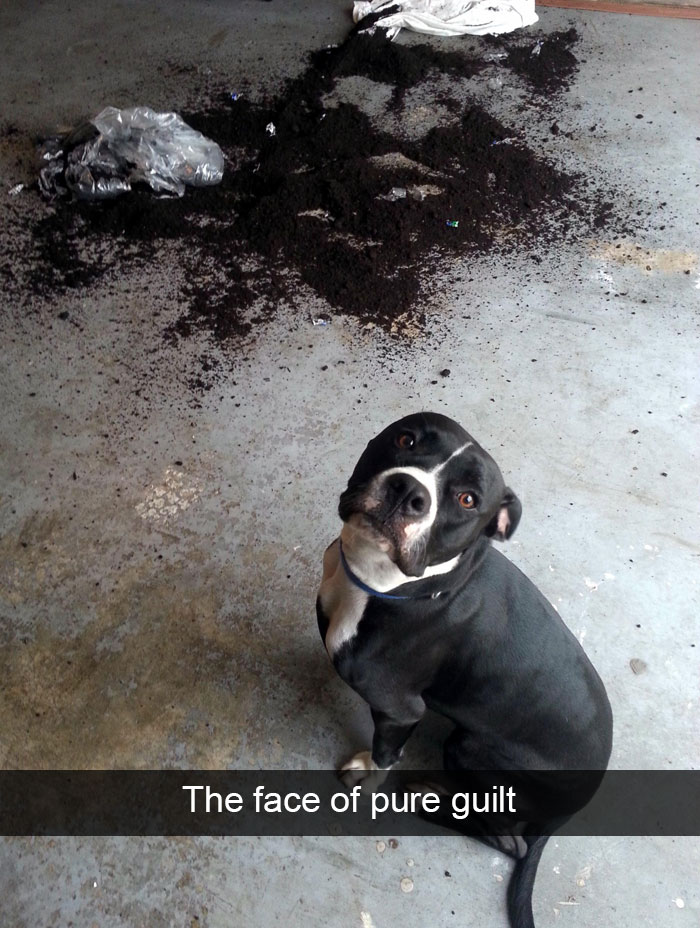 Hilarious Dog Snapchats