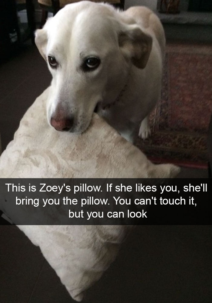 Hilarious Dog Snapchats