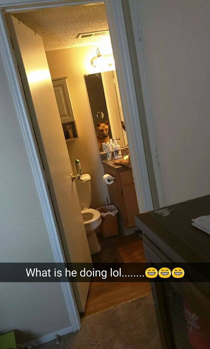 Hilarious Dog Snapchats