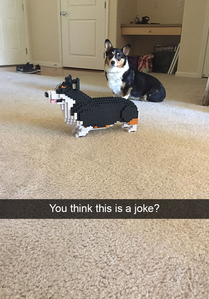 Hilarious Dog Snapchats