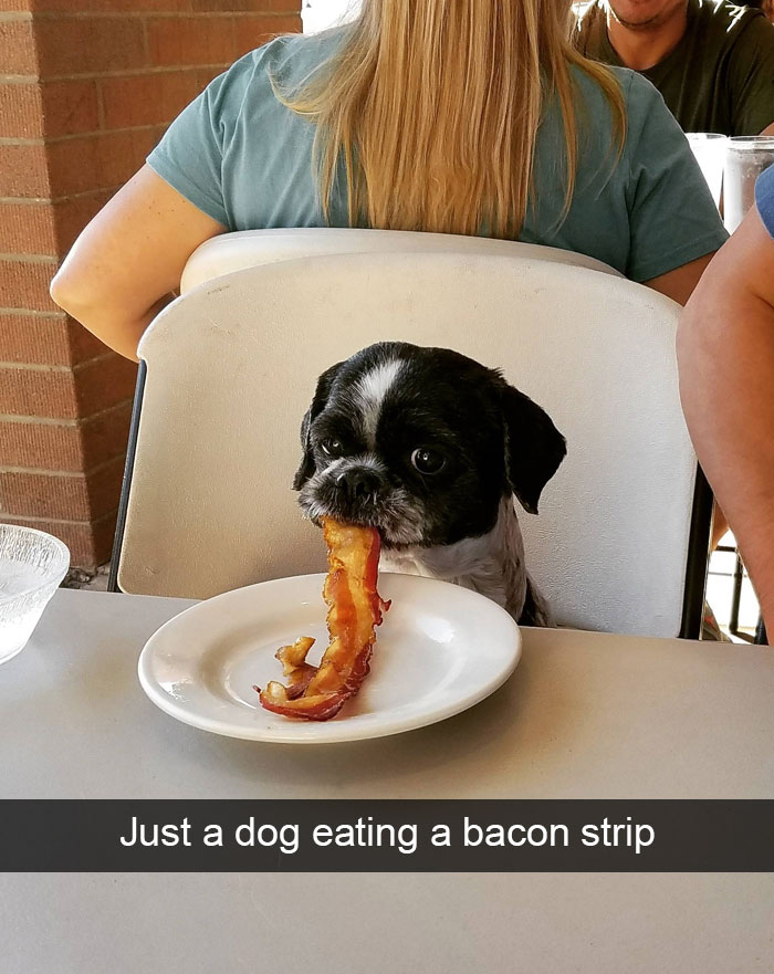Hilarious Dog Snapchats