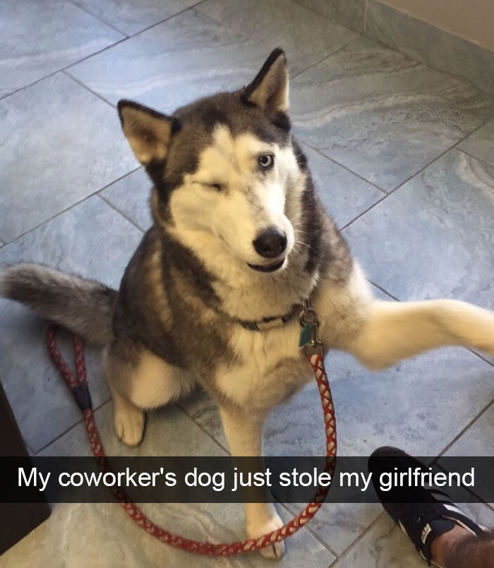 Hilarious Dog Snapchats
