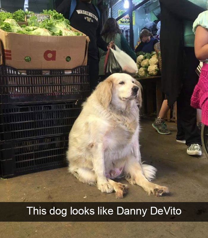 Hilarious Dog Snapchats