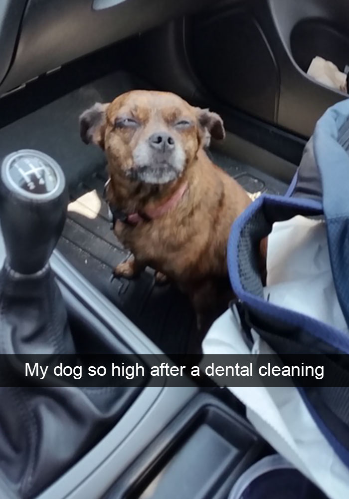 Hilarious Dog Snapchats