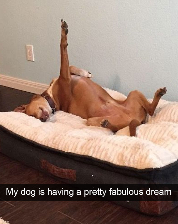 Hilarious Dog Snapchats