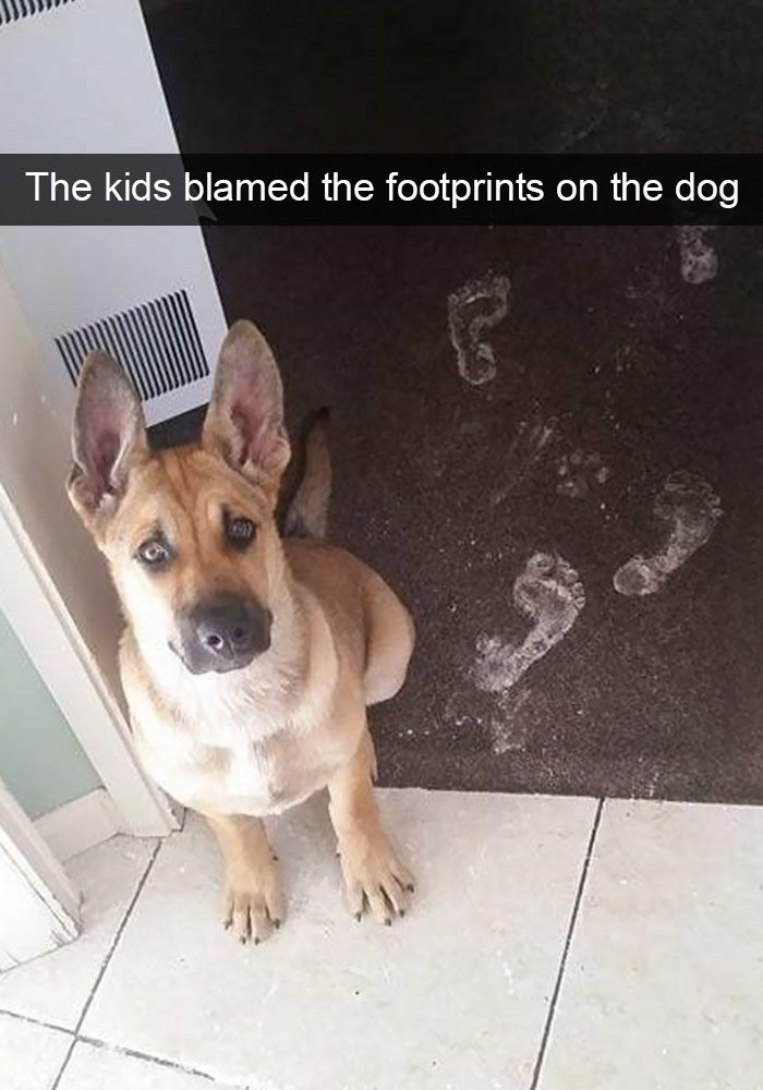 Hilarious Dog Snapchats