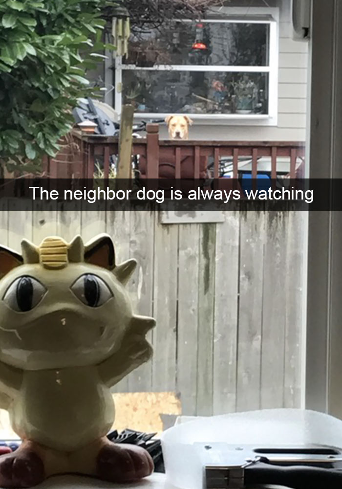 Hilarious Dog Snapchats