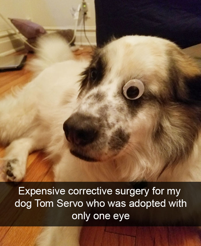 Hilarious Dog Snapchats