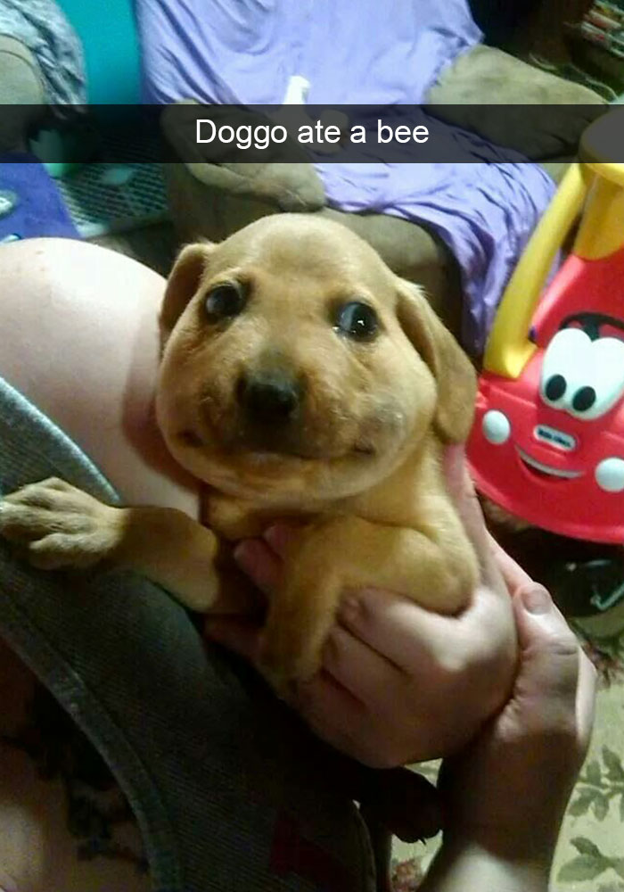 Hilarious Dog Snapchats