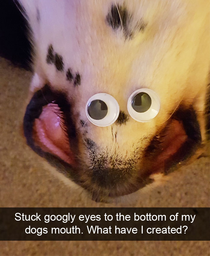 Hilarious Dog Snapchats
