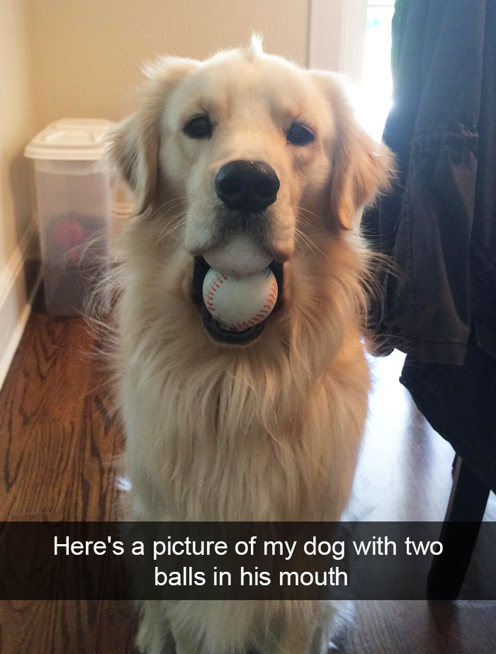 Hilarious Dog Snapchats