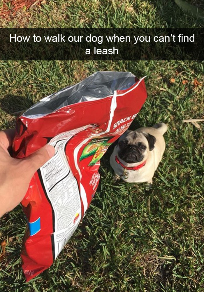 Hilarious Dog Snapchats