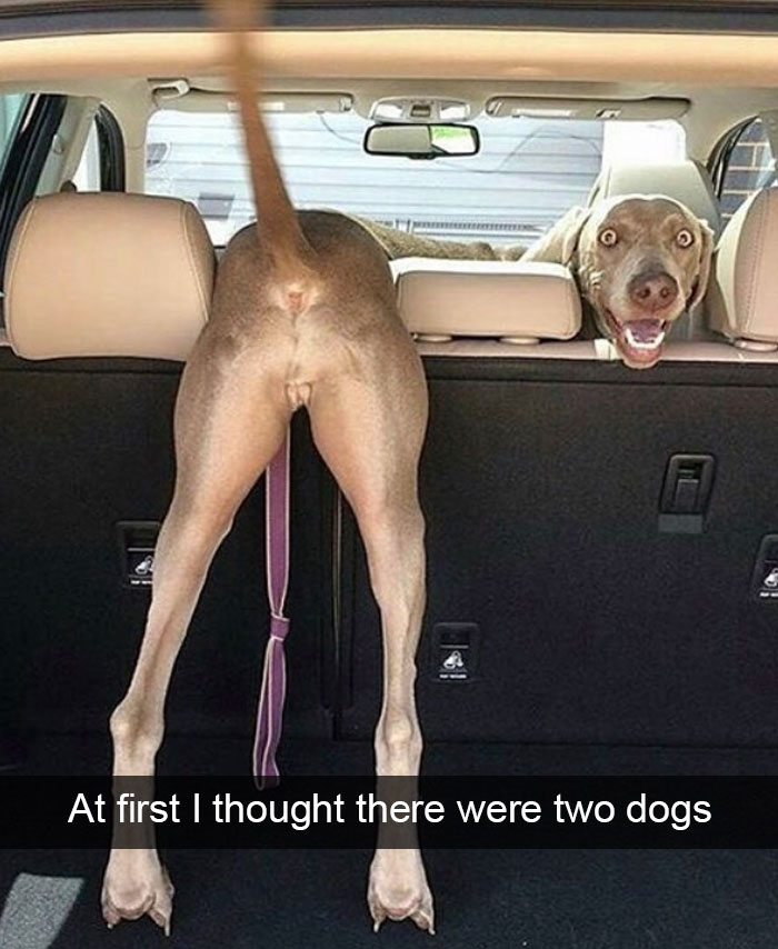 Hilarious Dog Snapchats