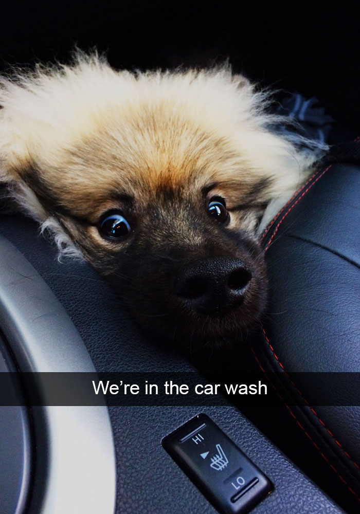 Hilarious Dog Snapchats