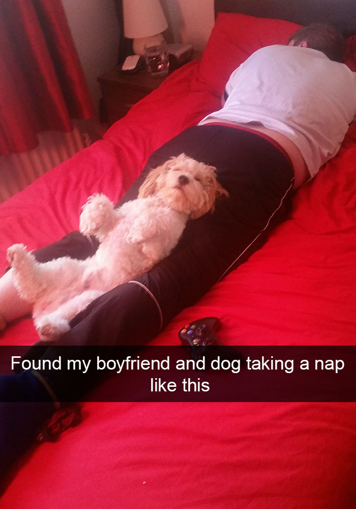 Hilarious Dog Snapchats