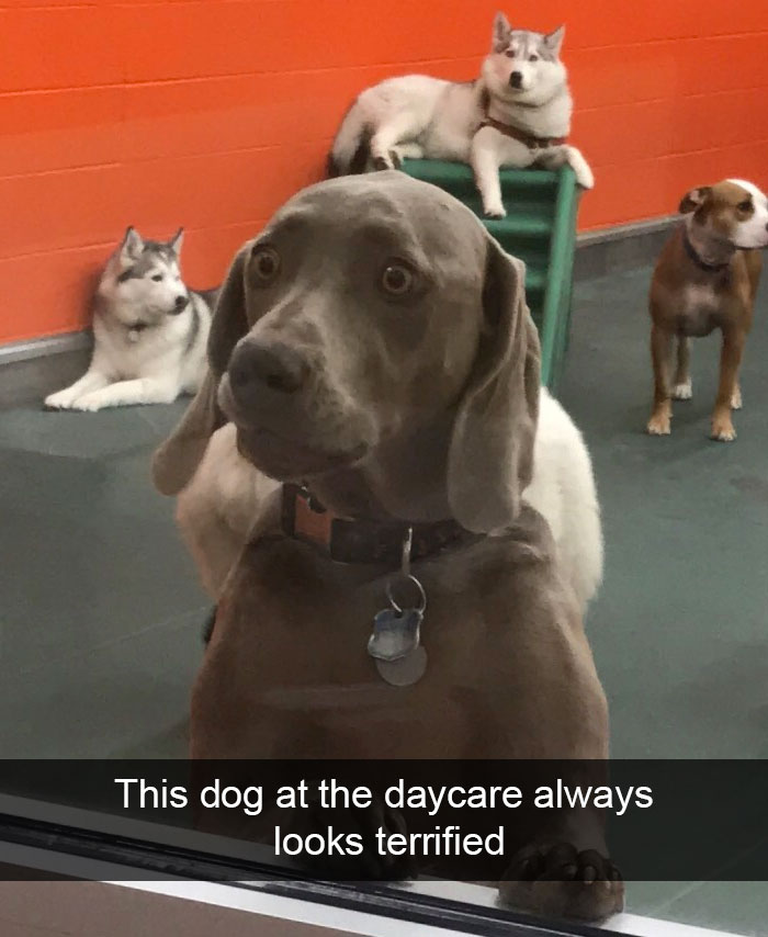 Hilarious Dog Snapchats