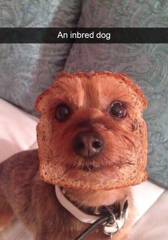 Hilarious Dog Snapchats