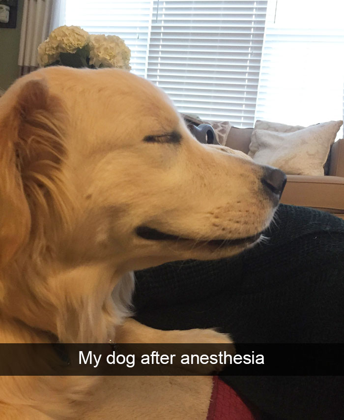 Hilarious Dog Snapchats