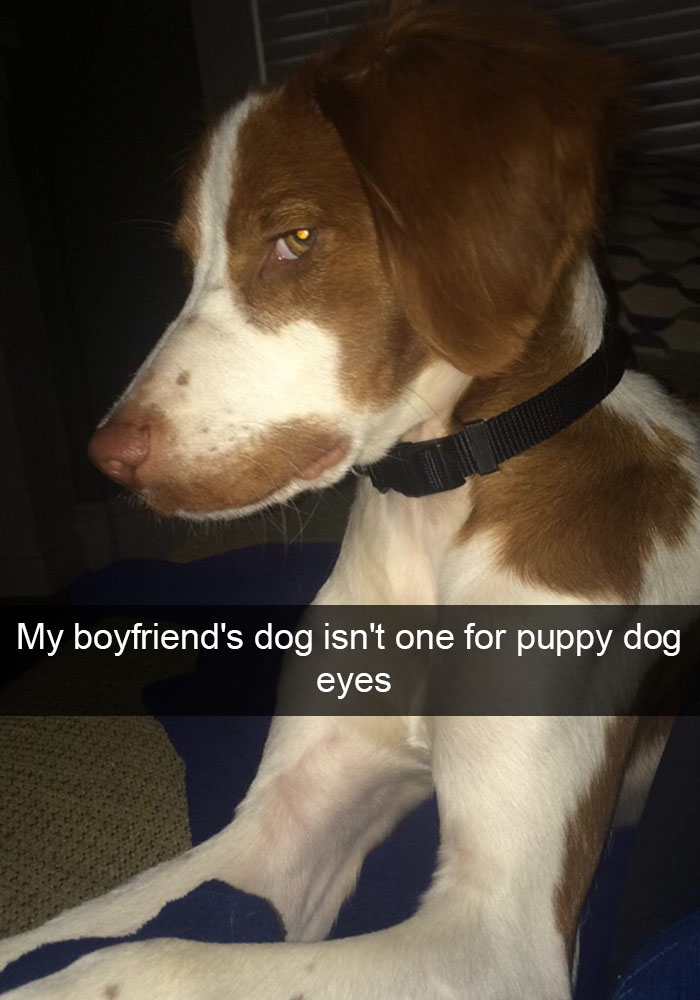 Hilarious Dog Snapchats