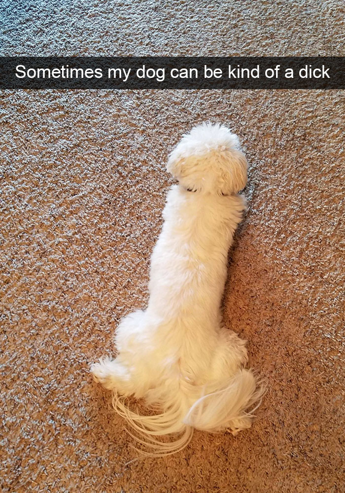 Hilarious Dog Snapchats