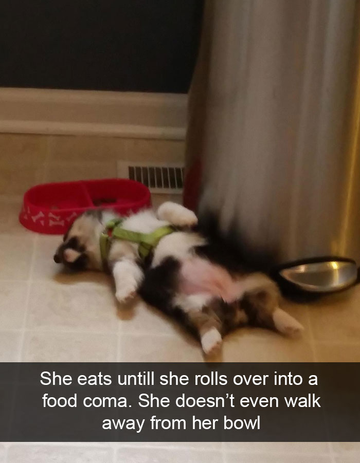 Hilarious Dog Snapchats