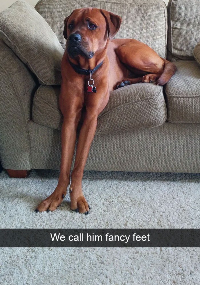 Hilarious Dog Snapchats