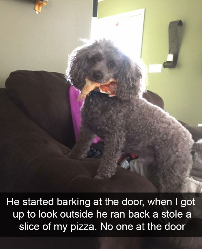 Hilarious Dog Snapchats