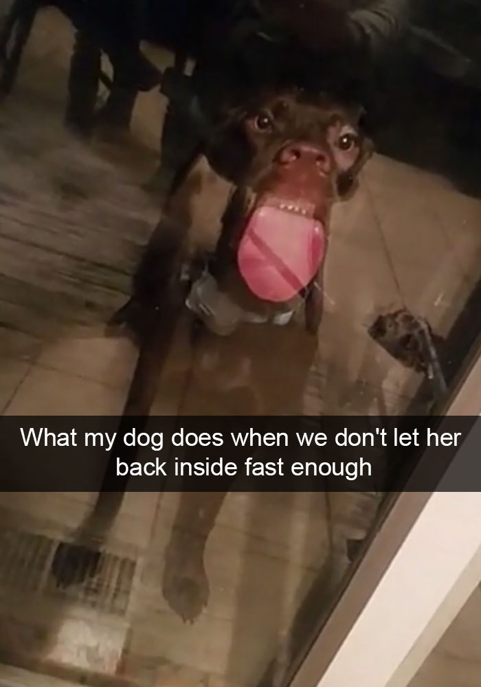 Hilarious Dog Snapchats