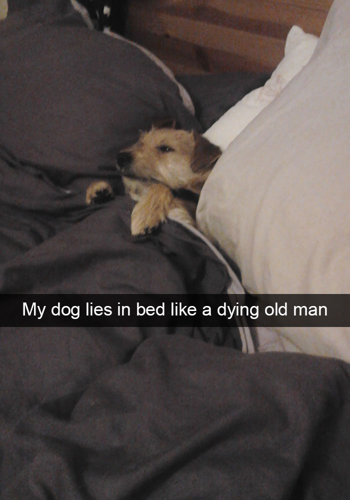 Hilarious Dog Snapchats